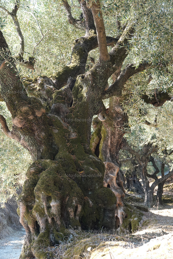 Stories of the Ancient Olive Trees | Ancient Olive Trees