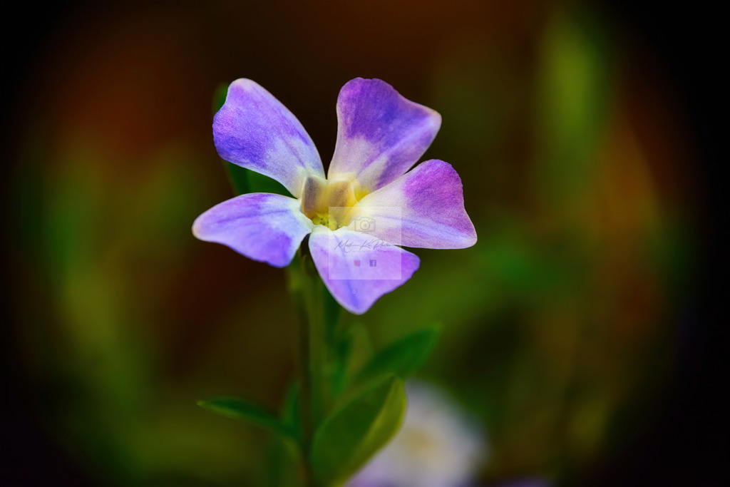 Makro - floral (26) | Buche Fotoshootings und entdecke hochwertige Fotoprodukte bei Mathias Ku Photos. Personalisiert, kreativ & mit Liebe zum Detail. Jetzt informieren! - Realisiert mit Pictrs.com