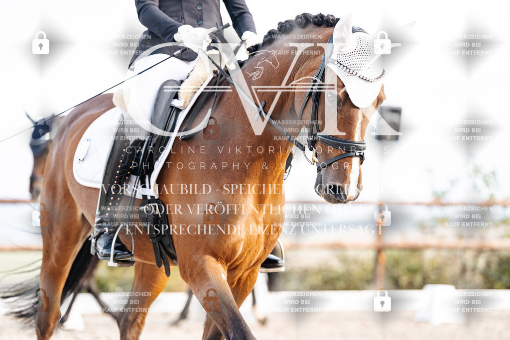 CK900431 | Turnierfotografie Pferdefotografie Trier Rheinland-Pfalz Pferdesport Reitsport Tierfotografie Sportfotografie Pferdevideo Pferdevideografie Equestrianvideography equestrianphotography  - Realisiert mit Pictrs.com