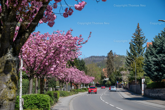 DSC_9879 | Bensheim, Darmstädter Straße, die japanischen Zierkirschen blühen im April, ,, Bild: Thomas Neu