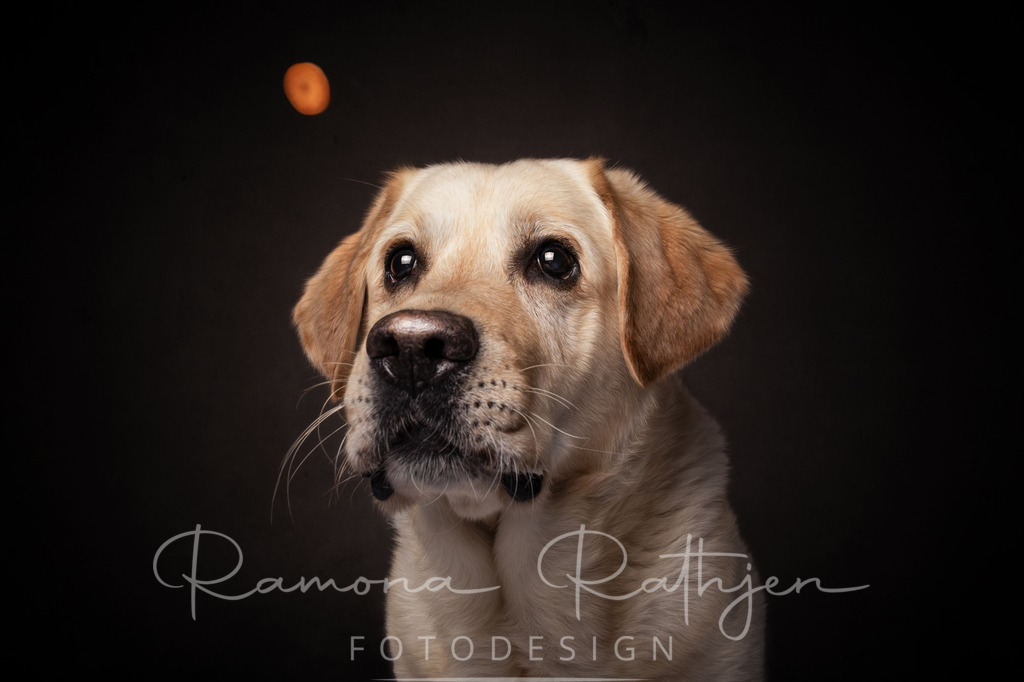 Schnappfoto-Labrador-Karotte | ramonarathjen-fotodesign - Realisiert mit Pictrs.com