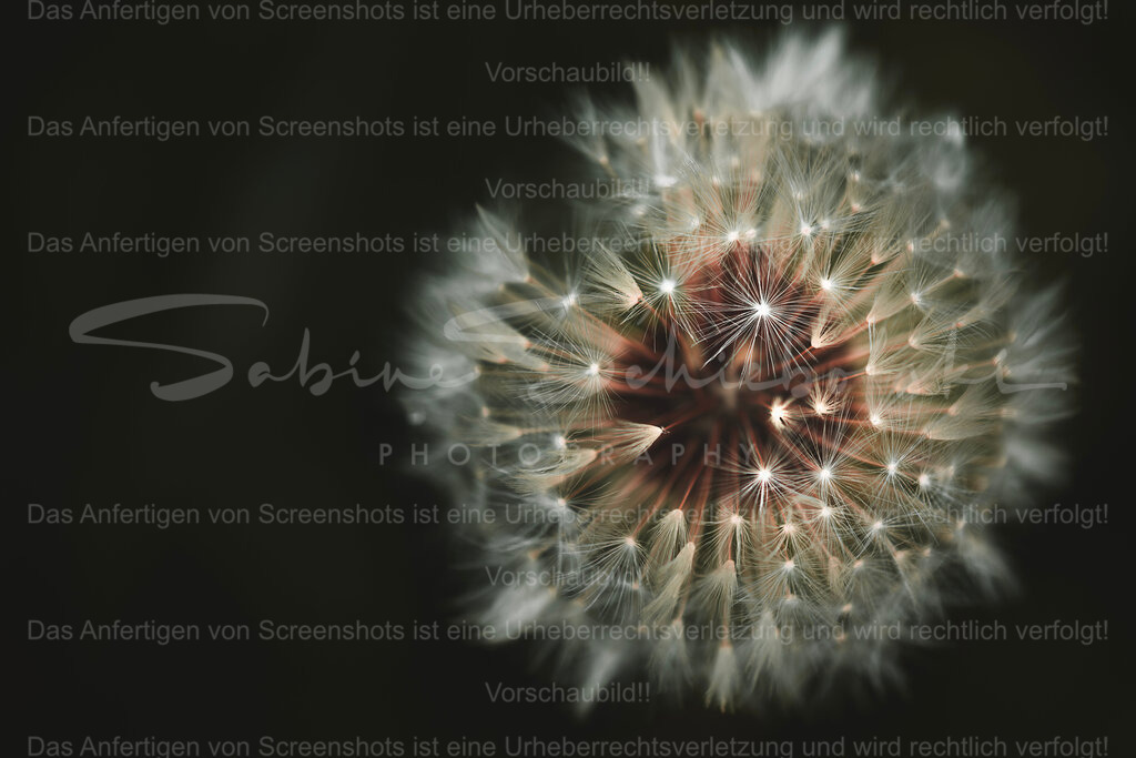 "Sternenzauber" Pusteblume | Exklusive Naturfotografie für stilvolle Wanddekoration ★ Premium Wandbilder Made in Germany ✔️ FineArt Drucke & Downloads ✔️ Brillante Farben, höchste Qualität & weltweiter Versand ✔️ - Realisiert mit Pictrs.com