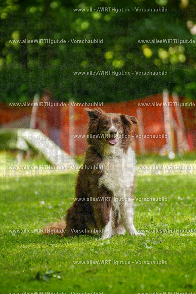 @allesWIRTHgut_Tierfotografie - www.allesWIRTHgut.de - 101046-7R508129 | Professionelle Tierfotografie in Mönchengladbach von Daniel Wirth (allesWIRTHgut). Liebevolle & natürliche Bilder von Hunden & Katzen für unvergessliche Erinnerungen.