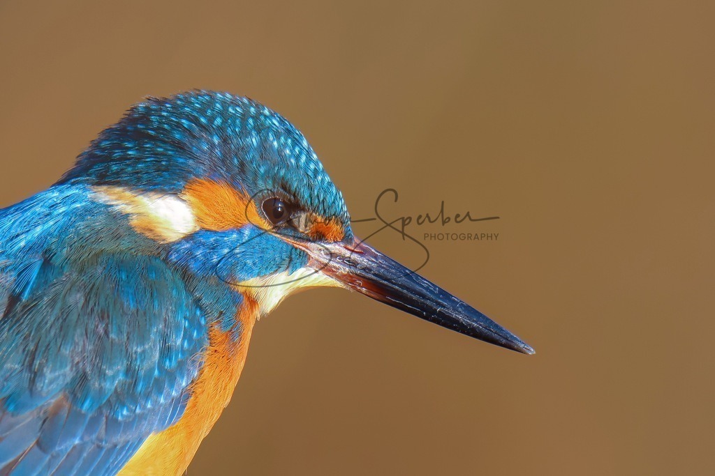 Eisvogel Portrait | Simone Sperber, svb-photography,Fotografin,Bilddesignerin,Naturfotografie,Macrofotografie,Tierfotografie,Wildtierfotografie,Ausstellungen,Auftragsfotografie,Kunst,Art,Photographer,Shootings,Bildberatbeitung,Galerie,Shop