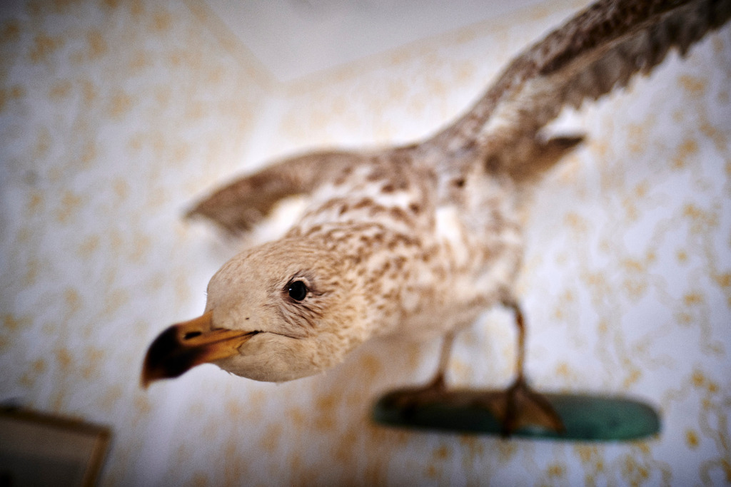 ausgestopfter Vogel an der Wand in der Schule | Mönchhof, Austria - October 06, 2021: Dorfmuseum Mönchhof; ausgestopfter Vogel an der Wand in der Schule. - Realisiert mit Pictrs.com
