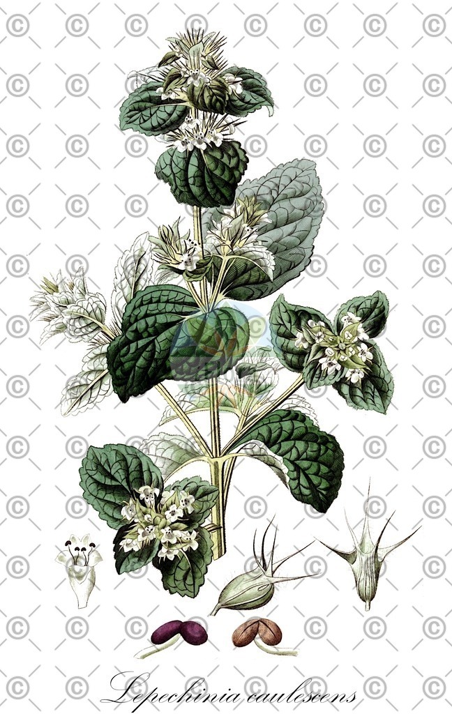 HistAbb_wfo-0000366489_2_ENZY_Simple | Historische Abbildung von Lepechinia caulescens - Lamiaceae | Historical Illustration of Lepechinia caulescens - Lamiaceae