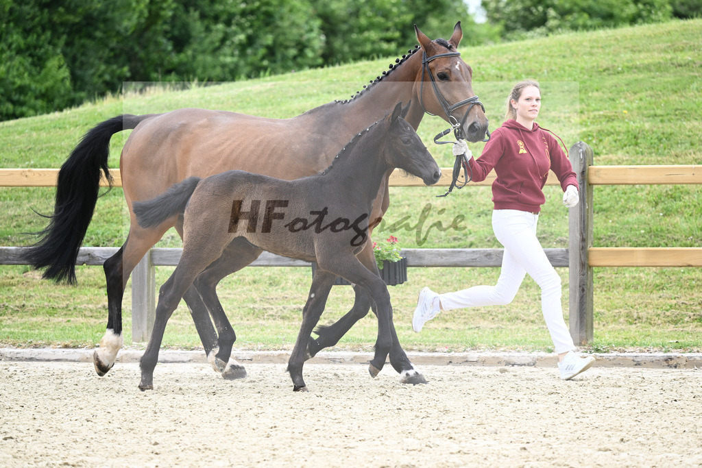 Kat-Nr. 14 SF Hickstead White_Schober_17230282 | hf-fotografie - Realizzato con Pictrs.com