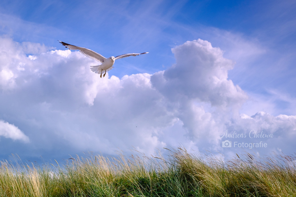 Möwen auf Fehmarn | Der Onlineshop für malerische Fotografien aus dem Landkreis Vechta✅ Premium Druck auf Leinwand✅ Acryl✅ oder Alu-Dibond✅➤Jetzt Bestellen! - Realisiert mit Pictrs.com