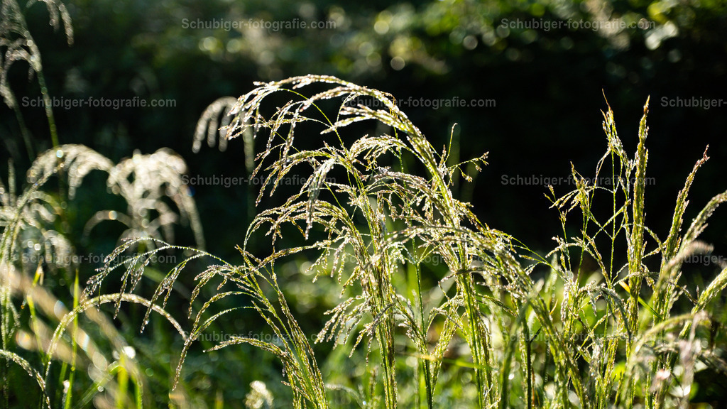 Gräser | Gräser im Wald - Realisiert mit Pictrs.com