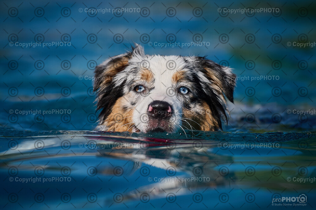 191_202509_4Hundebadetag_NZ9_2744 | proPHOTO - Realisiert mit Pictrs.com