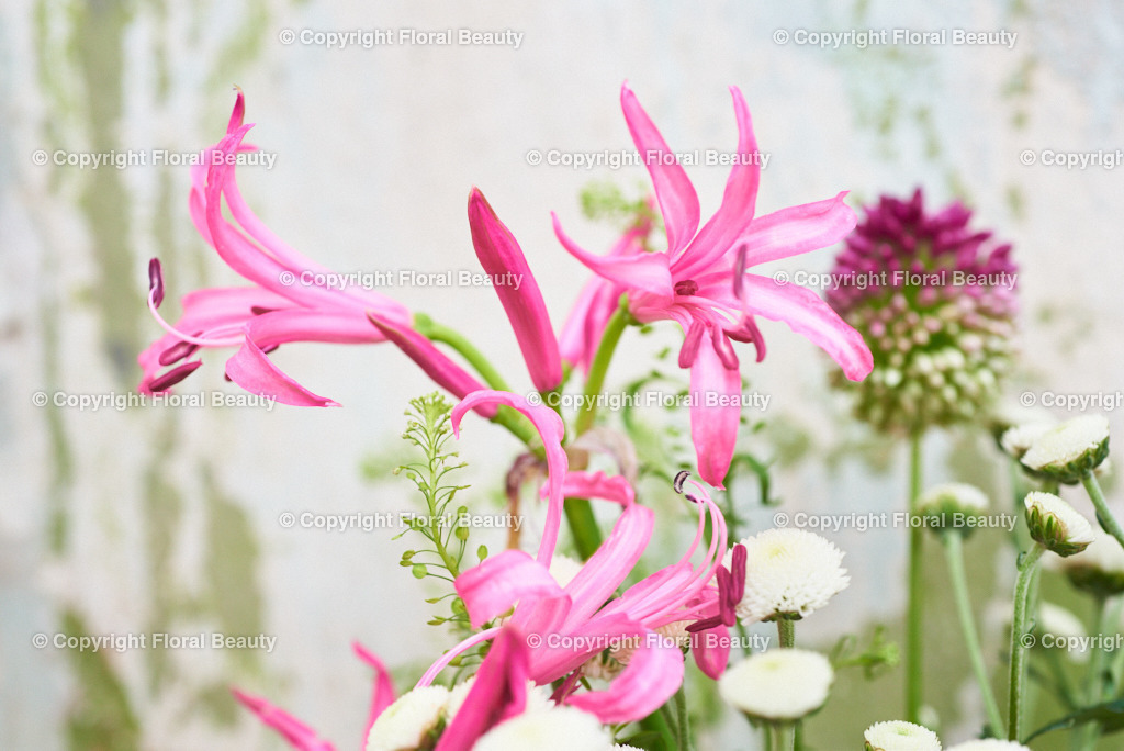 Pinker Blumenstrauß vor grün-weißer Wand | Nerine mit Allium - Realisiert mit Pictrs.com