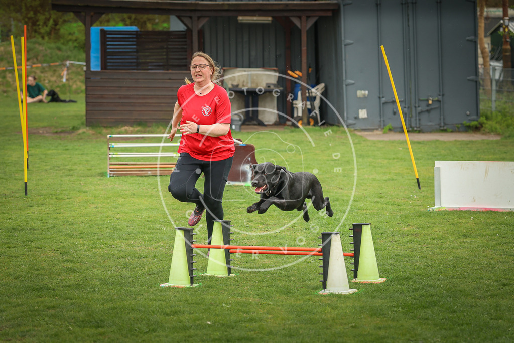 Pfotenfotografie_0L8A1069 | Hundefotografie, Tierfotograf, Pfotenfotografie, Fotoshooting Hund, Hunde Portrait, Hundesport, Hundeportraits, Heideshooting, Hunde, Sportfotograf, Hundefotograf, Turnierhundsport, THS,  - Realisiert mit Pictrs.com