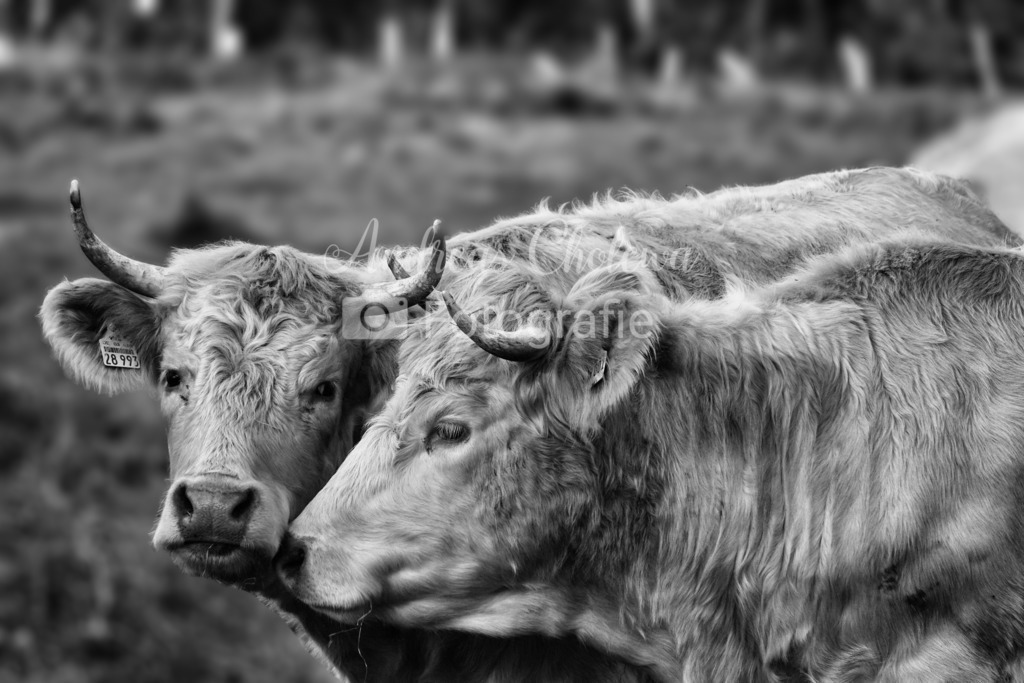 DSC06476 | Der Onlineshop für malerische Fotografien aus dem Landkreis Vechta✅ Premium Druck auf Leinwand✅ Acryl✅ oder Alu-Dibond✅➤Jetzt Bestellen! - Realisiert mit Pictrs.com