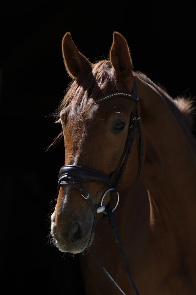 0P6A8745 | Willkommen bei Brunnmayr - Design & Fotografie – Ihrem Spezialisten für Reitturniere und Pferdeveranstaltungen in Oberösterreich, Salzburg und Bayern! Seit über 17 Jahren sind wir leidenschaftlich dabei.