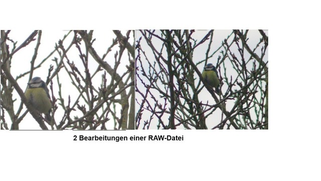 Kohlmeisen im Apfelbaum | Verkauf von Fotos und  Videoclips zumThema Natur.Motive sind Pflanzen, Tiere, Landschaftenund Wetter - Realisiert mit Pictrs.com