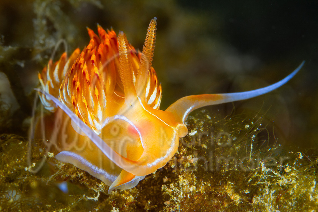 Nemesignis banyulensis | marpic - Realisiert mit Pictrs.com