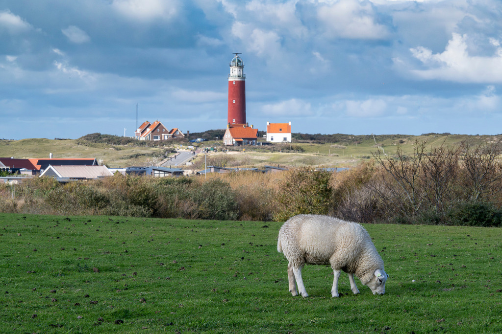 Schaf und Leuchtturm | Eine idyllische Landschaftsaufnahme auf der Insel Texel, die ein grasendes Schaf auf einer grünen Weide im Vordergrund zeigt. Im Hintergrund erhebt sich markant der berühmte rote Leuchtturm (Eierland) hinter einer Dünenkette und einigen Küstenhäusern. Der weite Himmel mit seinen bauschigen Schönwetterwolken unterstreicht die friedliche, ländliche Atmosphäre der niederländischen Küste. - Realisiert mit Pictrs.com
