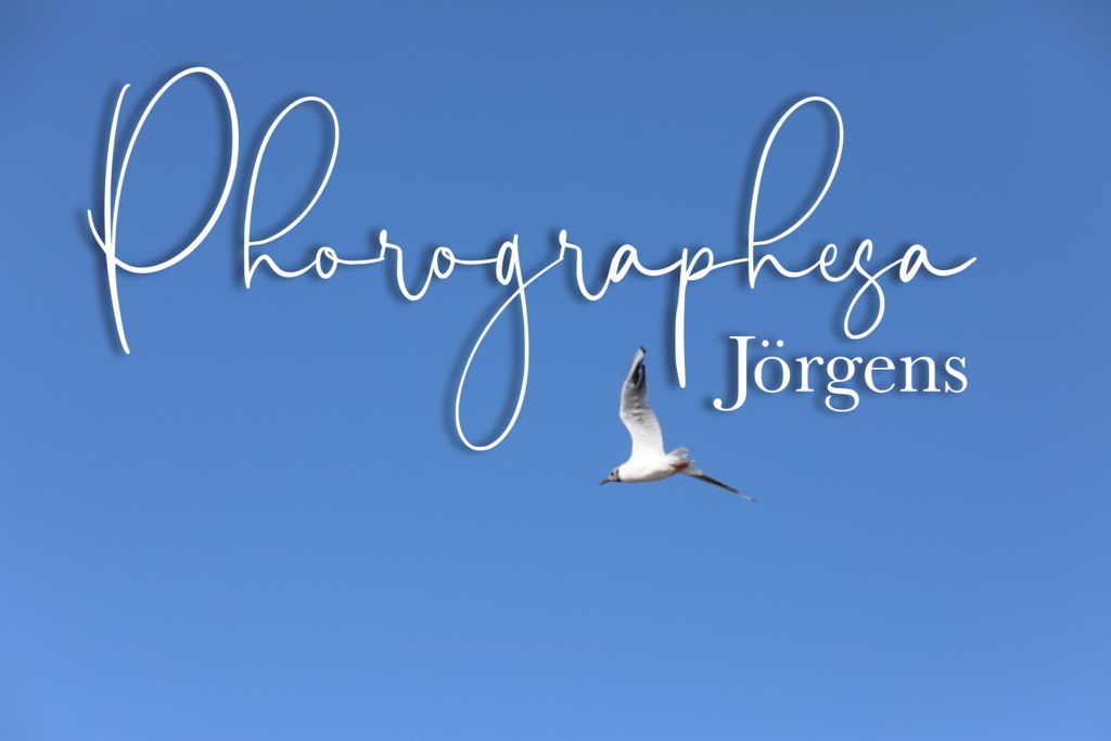 IMG_0201 | photographesa-joergens - Realisiert mit Pictrs.com