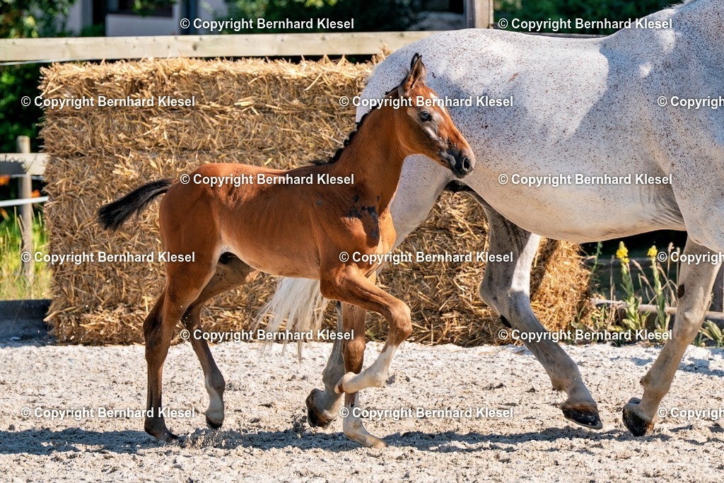 2A906374 | foto-team-bernhard - Realisiert mit Pictrs.com