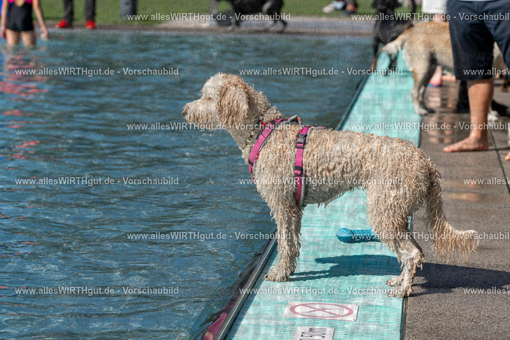 Hundeschwimmen_Volksbad_2026-allesWIRTHgut_Tierfotografie-2609061239-FAY06523 | Professionelle Tierfotografie in Mönchengladbach von Daniel Wirth (allesWIRTHgut). Liebevolle & natürliche Bilder von Hunden & Katzen für unvergessliche Erinnerungen.
