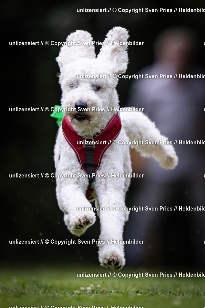 Sven Pries | 19. Allgemeines Hunderennen Karlsruhe Durlach - Realisiert mit Pictrs.com