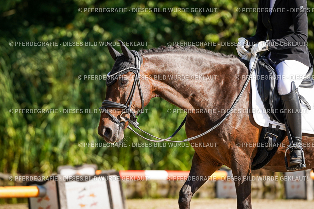 DSC00067 | Pferdegrafie