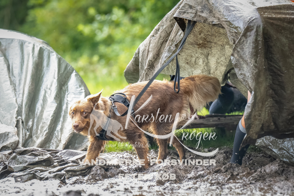 0911_ZZ90349-Bearbeitet | kk-dogfotos