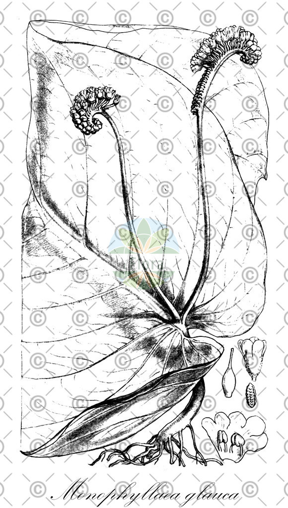 HistAbb_wfo-0000813489_1_ENZY_Simple | Historische Abbildung von Monophyllaea glauca - Gesneriaceae | Historical Illustration of Monophyllaea glauca - Gesneriaceae