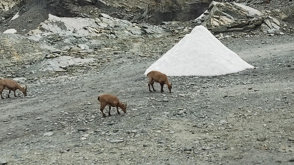 IMG_20250723_151852 | zermatt-wallis-berge-und-mehr - Realisiert mit Pictrs.com