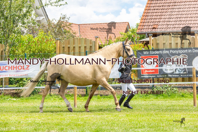 IG WELSH M 2024-116 | mandyhollmannphotographie