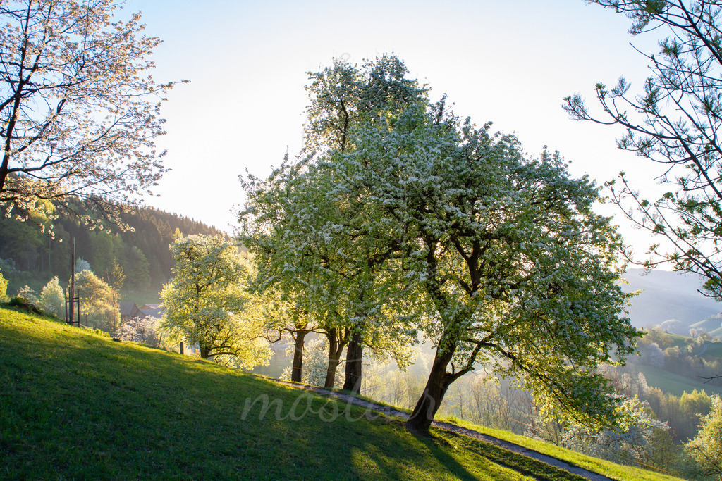 Birnbaumbluete_Mostviertel_best_Of_Mostdirn_Irmgard_Wieser- | Ihre Fotografin im Lungau, ihre Fotografin im Mostviertel, Wandbilder Onlineshop, Imagefotos für Ihr Unternehmen,  - Realisiert mit Pictrs.com