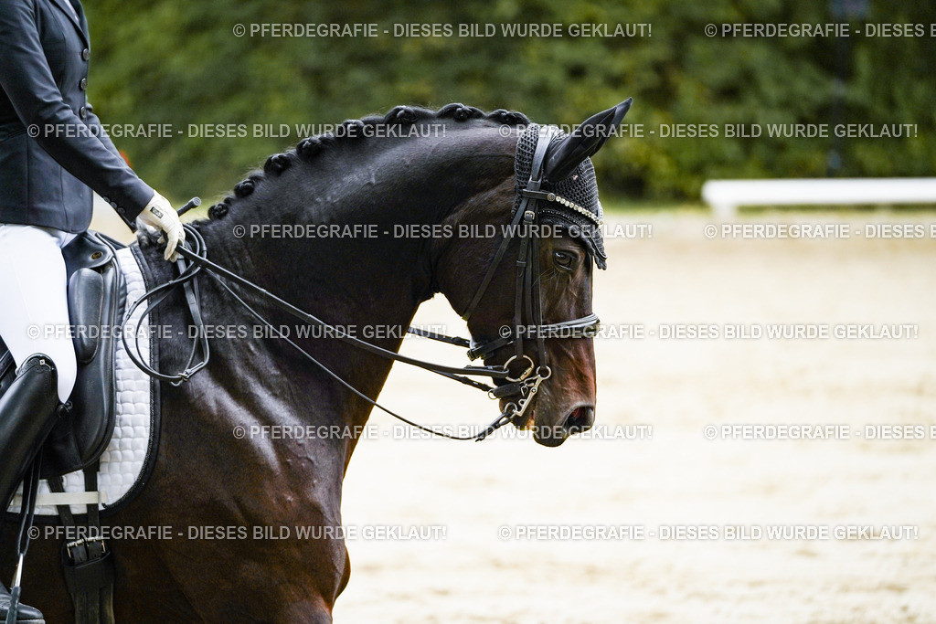 DSC09058 | Pferdegrafie