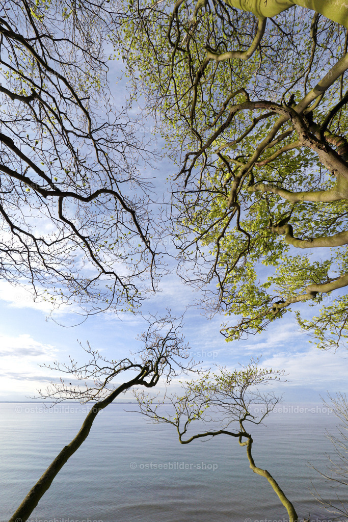 Erstes Maigrün im Küstenwald | Bäume mit erstem Maigrün wachsen über die Kliffkante hinaus der Ostsee entgegen.
