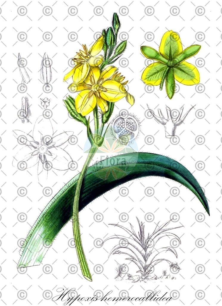 HistAbb_wfo-0000445769_1_ENZY_Simple | Historische Abbildung von Hypoxis hemerocallidea - Hypoxidaceae | Historical Illustration of Hypoxis hemerocallidea - Hypoxidaceae