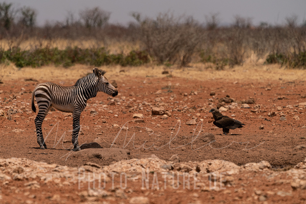 Konfrontation | Ungewöhnliche Begegnung - Realisiert mit Pictrs.com