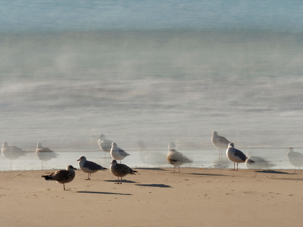 Möwen am Strand | 14 Möwen stehen unterschiedlich lange an derselben Stelle am Strand (Langzeitbelichtung) - Realisiert mit Pictrs.com
