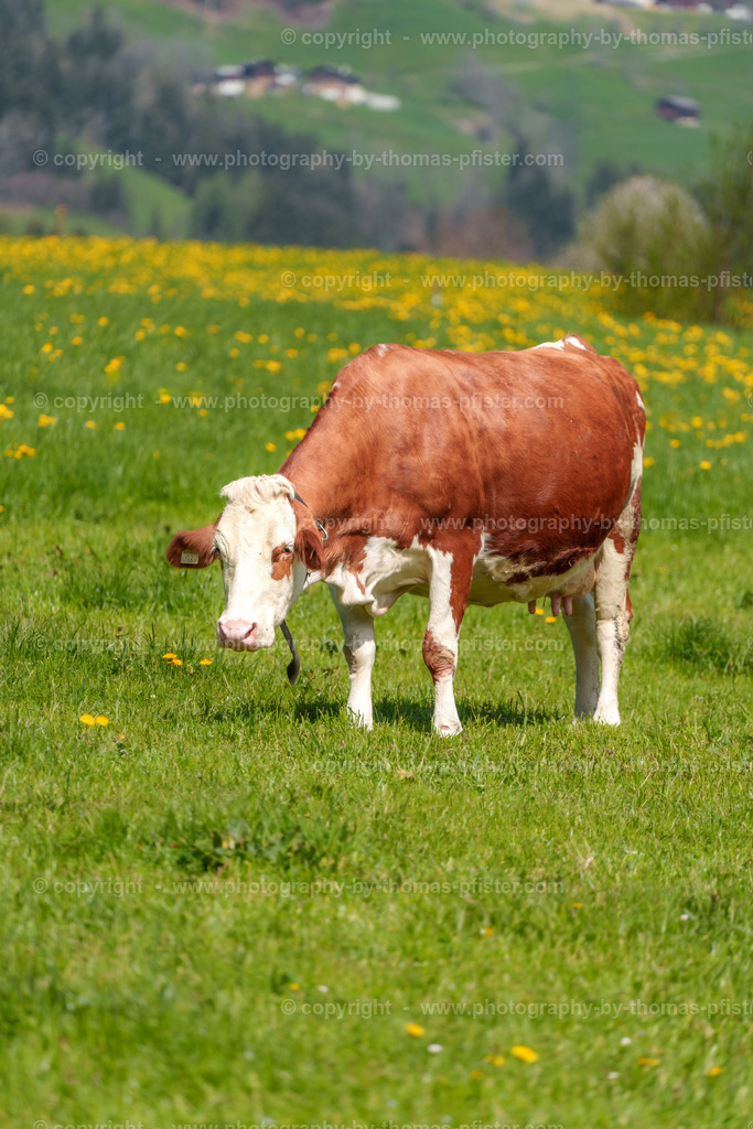 Kuh in Fügen copyright  Thomas Pfister-1 | PHOTOGRAPHY BY THOMAS PFISTER