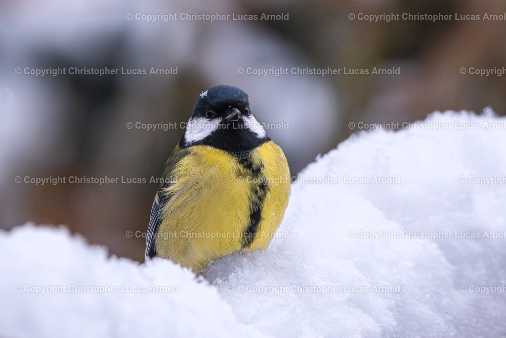 Kohlmeise 2 | bildkomponist - Realisiert mit Pictrs.com