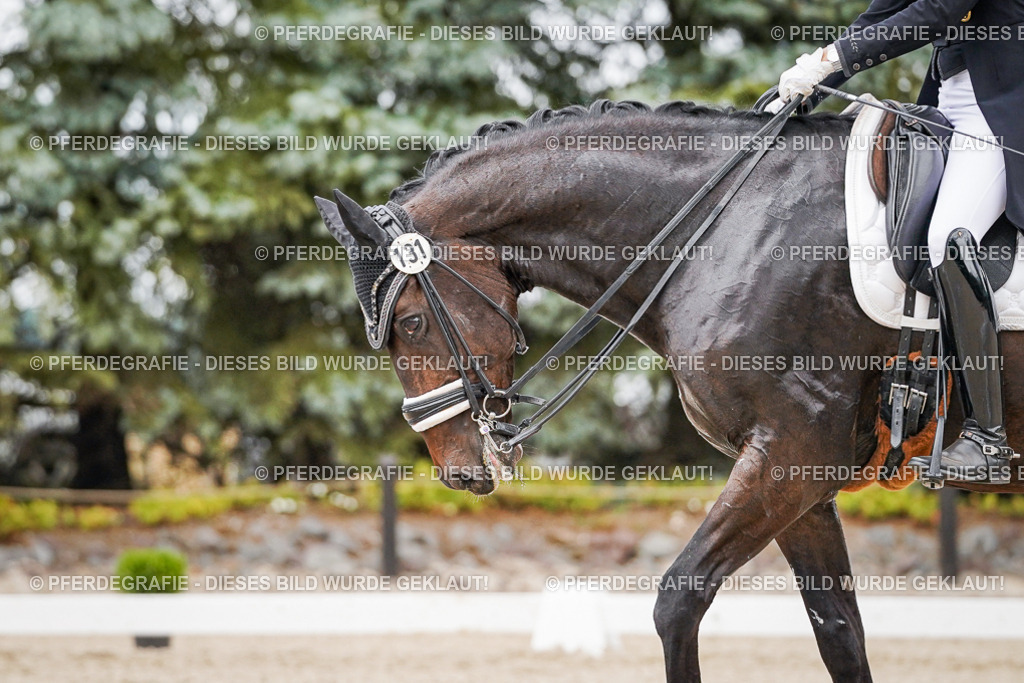 DSC06772 | Pferdegrafie