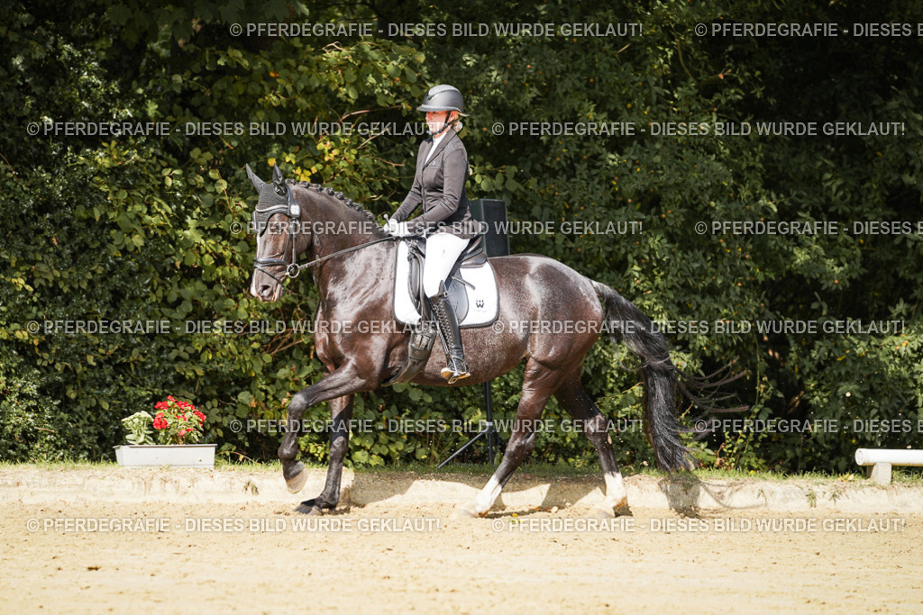 DSC02410 | Pferdegrafie