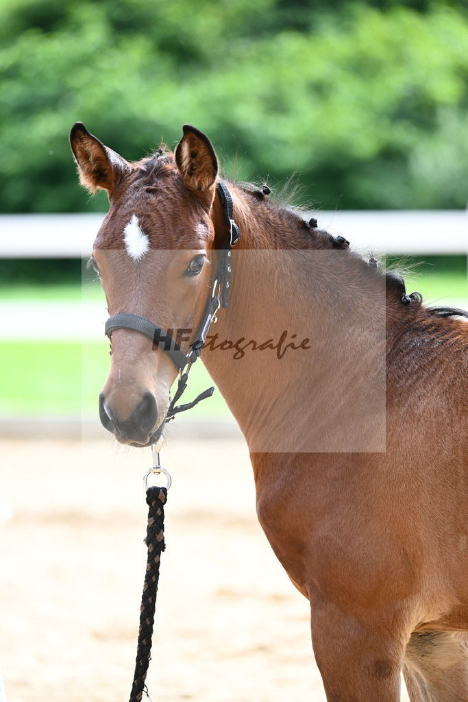 Kat-Nr. 34 Bon Vivaldi x Real Diamond_Zimmermann-Henken_27141062 | hf-fotografie - Realisiert mit Pictrs.com