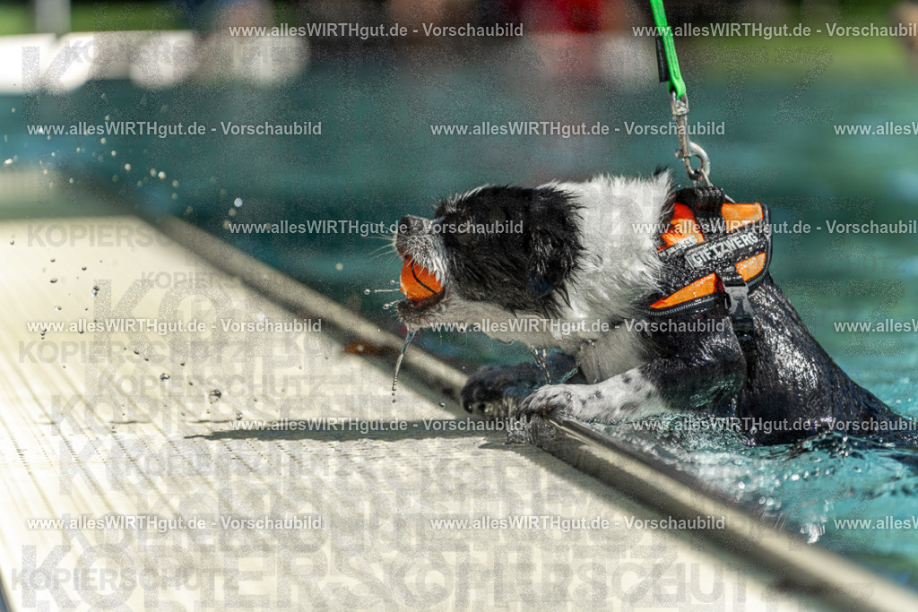 Hundeschwimmen_Volksbad_2026-allesWIRTHgut_Tierfotografie-2609061228-113820-7R500059 | Professionelle Tierfotografie in Mönchengladbach von Daniel Wirth (allesWIRTHgut). Liebevolle & natürliche Bilder von Hunden & Katzen für unvergessliche Erinnerungen.
