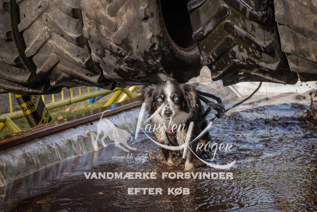 1413_ZZ94156 | kk-dogfotos