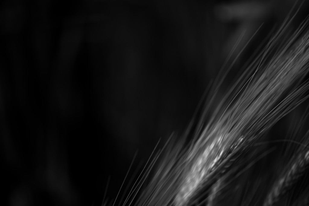 Gerste | Makroaufnahme mit Nikon ZF, AF-S Micro Nikkor 105mm f2.8