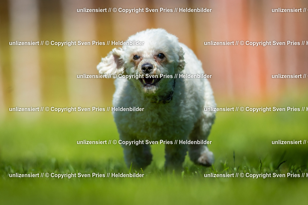 Hunderennen_April_2026_166 | 2026-04-26 - Hunderennen Baden-Oos April 2026 - Realisiert mit Pictrs.com