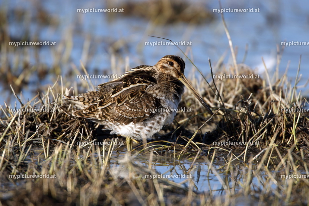 Bekassine-038 | Das Bilderarchiv über Tiere, Planzen und Landschaften. In der Bilddatenbank finden Sie ein große Auswahl an hochwertigen Bilder für Ihre Werbung - Realisiert mit Pictrs.com