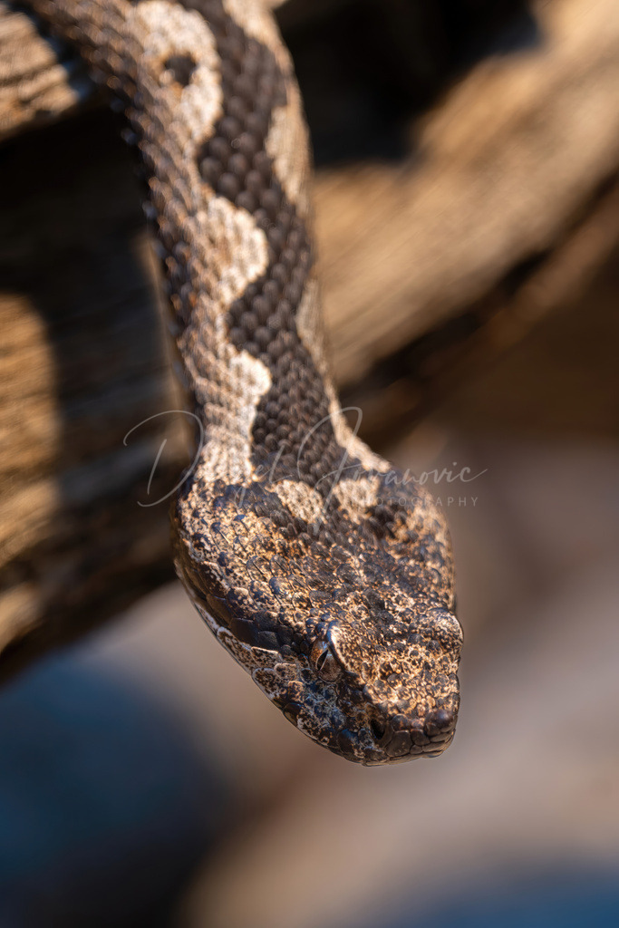 Hornotter | Die Hornotter ist eine der giftigsten Schlangen Europas