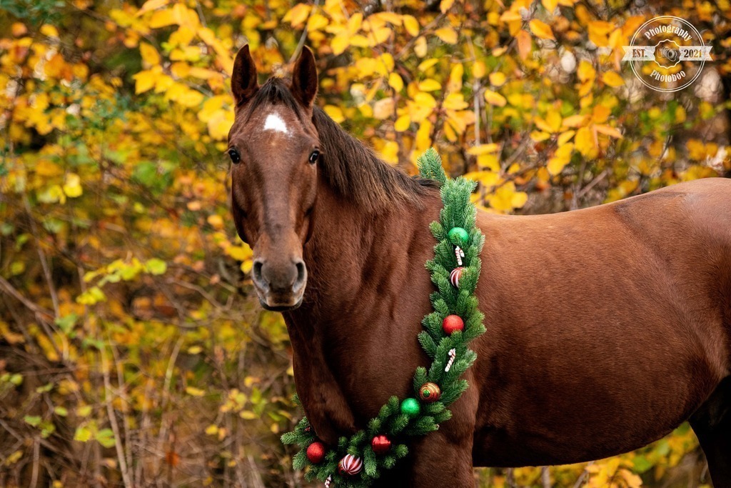 Lieblingsbilder_Photoboo_66 | Pferde- und Hundefotografie in Köln und Umgebung von Vanessza Csuka - Realisiert mit Pictrs.com