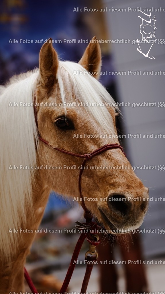 Photo_1737228562939 | krollfotografie - Realisiert mit Pictrs.com