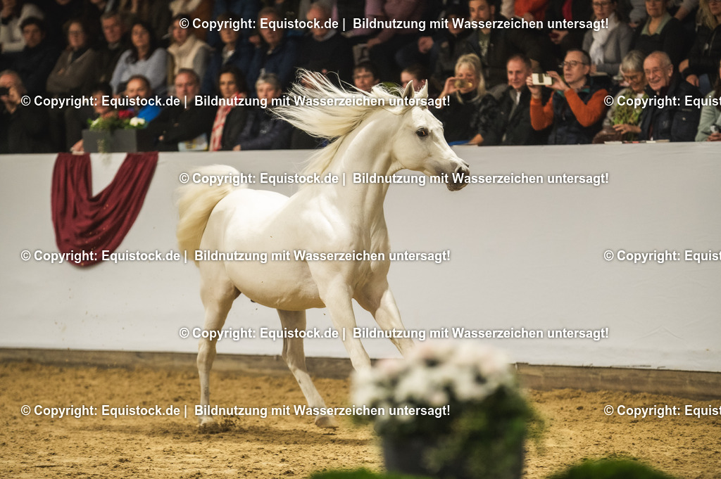 20240302_Hengstvorstellung_Marbach_TOMsPiC_1136 | equistock